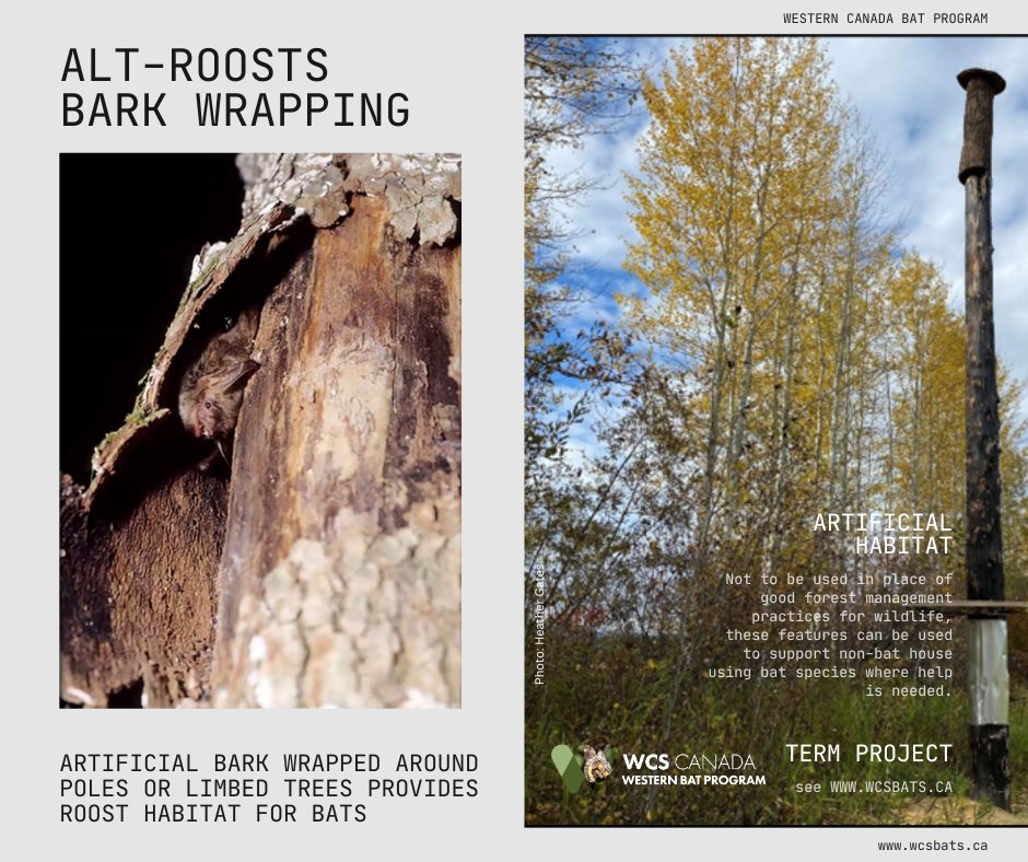 Happy #BatWeek2024! Not all bats use bat boxes! Our team is working on a more natural alt-roost for bats. Several bat species have been found to use these roosts (inc spp that hate bat boxes). Currently we monitor temp, spp, &amp; bat #s at these experimental roosts. See wcsbats .ca