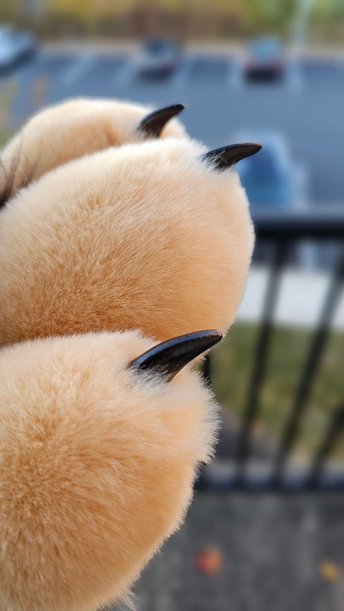 Habs Shepherd 🇺🇸🏳️‍🌈 tweet media