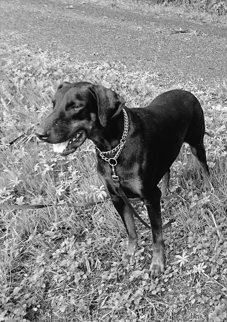 Dizzy Recymech tweet media