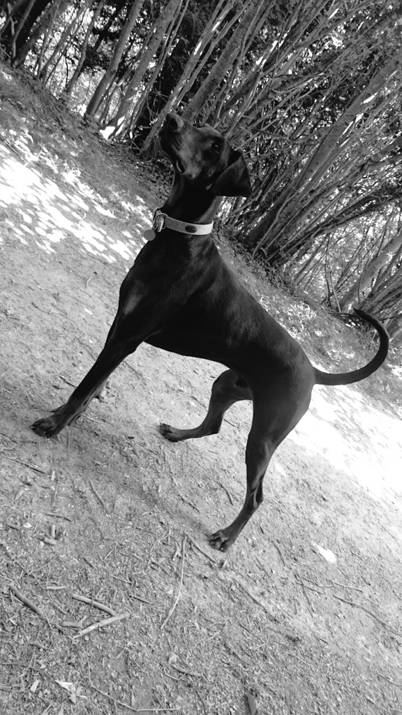 Dizzy Recymech tweet media