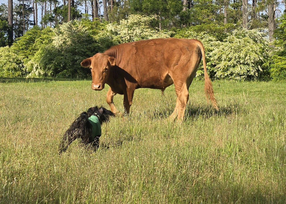I've interviewed this bloke.... No Zom sightings over night so.. ALL CLEAR!😁👊RAAAA #ZSHQ <a href="/ZombieSquadHQ/">ZombieSquadHQ💖💚🧡💚🩵©</a>
