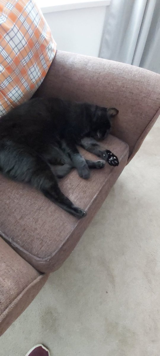 _willigr's tweet photo. Sunday lazies🐈‍⬛🐱🐾
#CatsAreFamily #CatsofTwittter #BlackCats https://t.co/DO6X8DfWUp