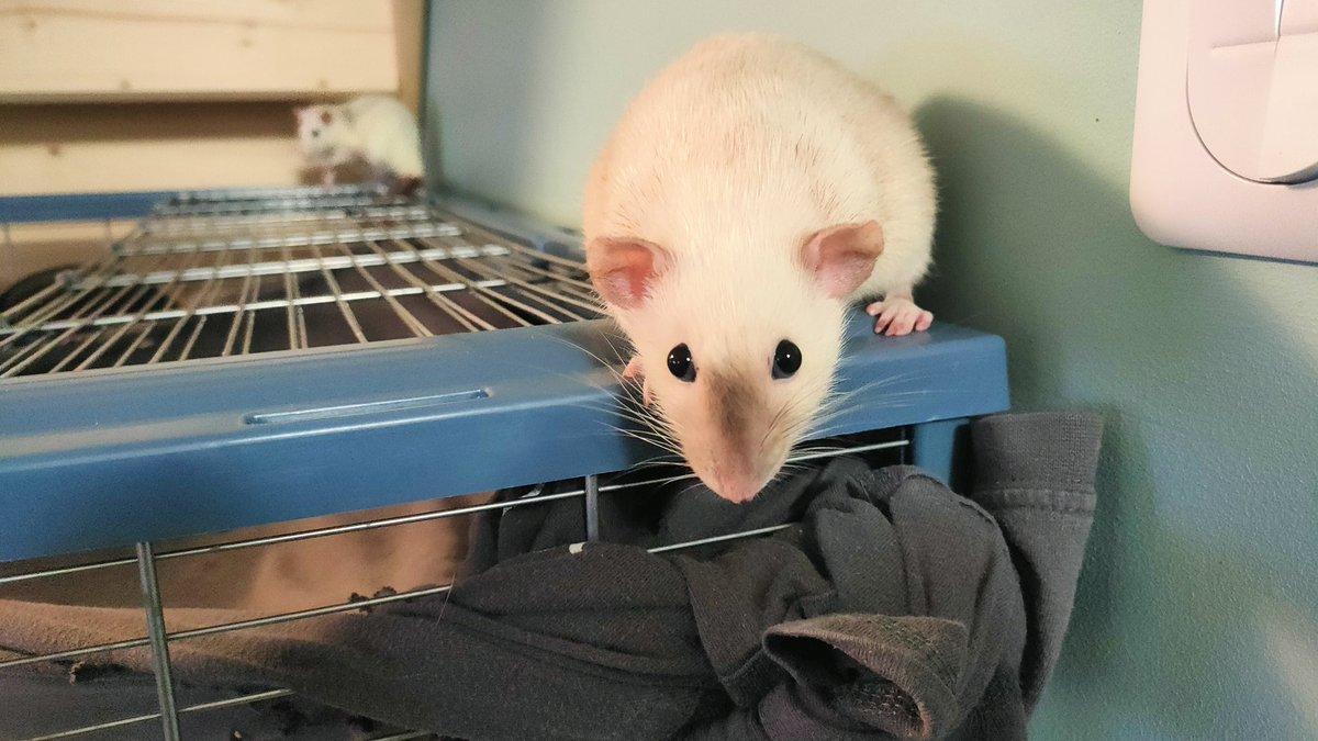 Luluciraptor tweet media