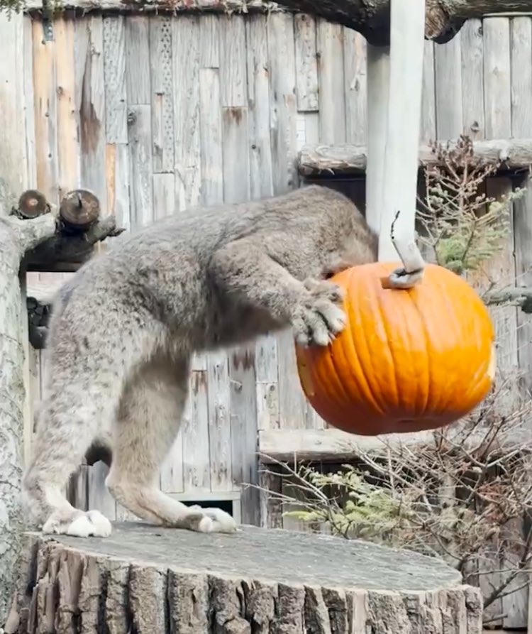 Like Lansing tweet media