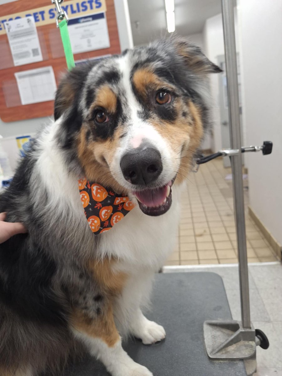 LizzieSaurasRex's tweet photo. A munchkin for the groomers https://t.co/tyAJbP4AgK