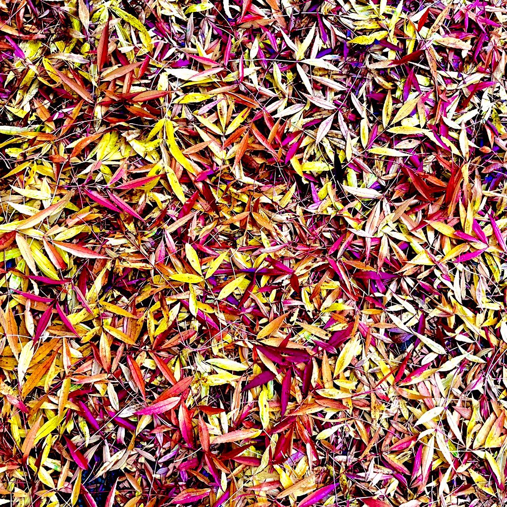 Apis bee consultancy tweet media