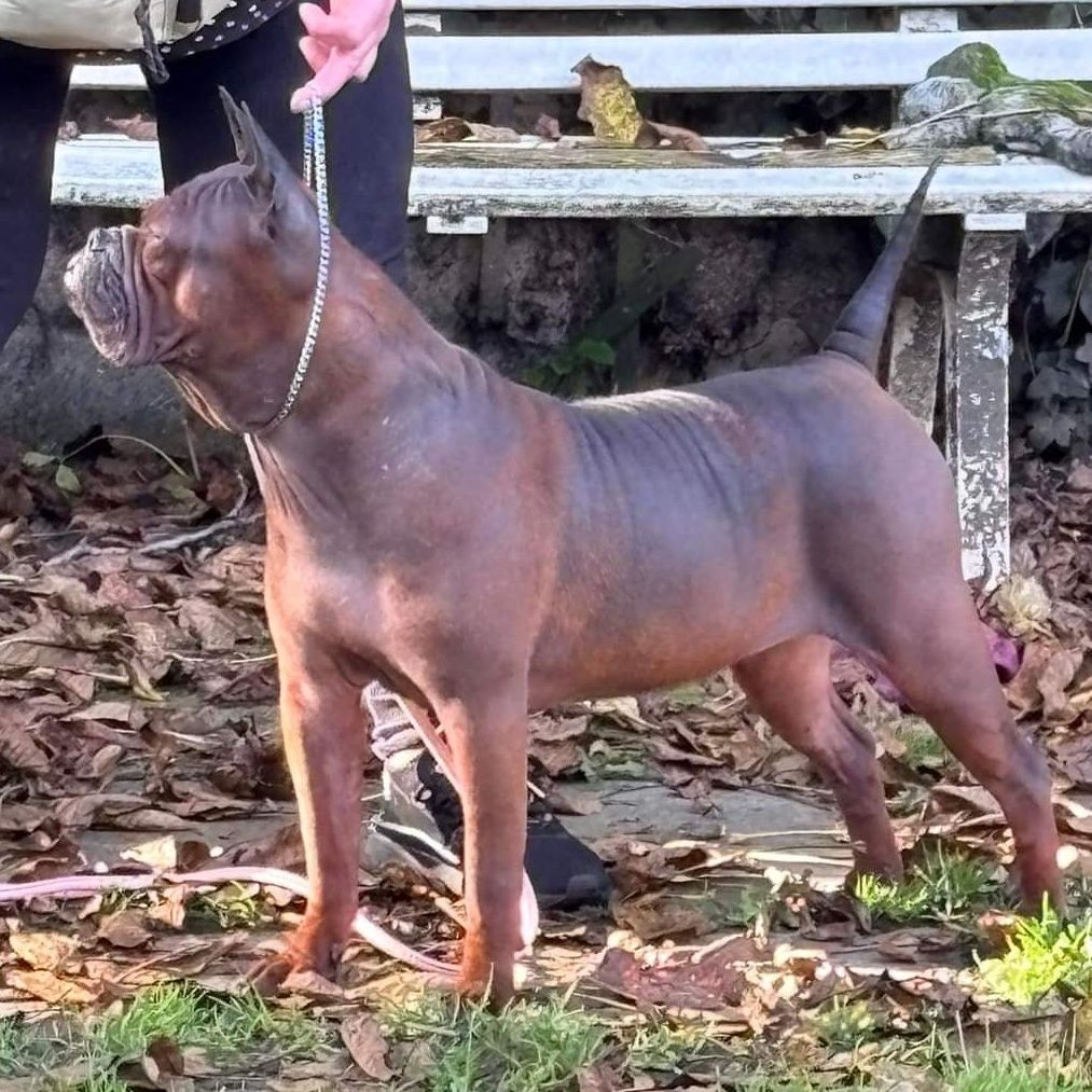 Aris Pedigree tweet media