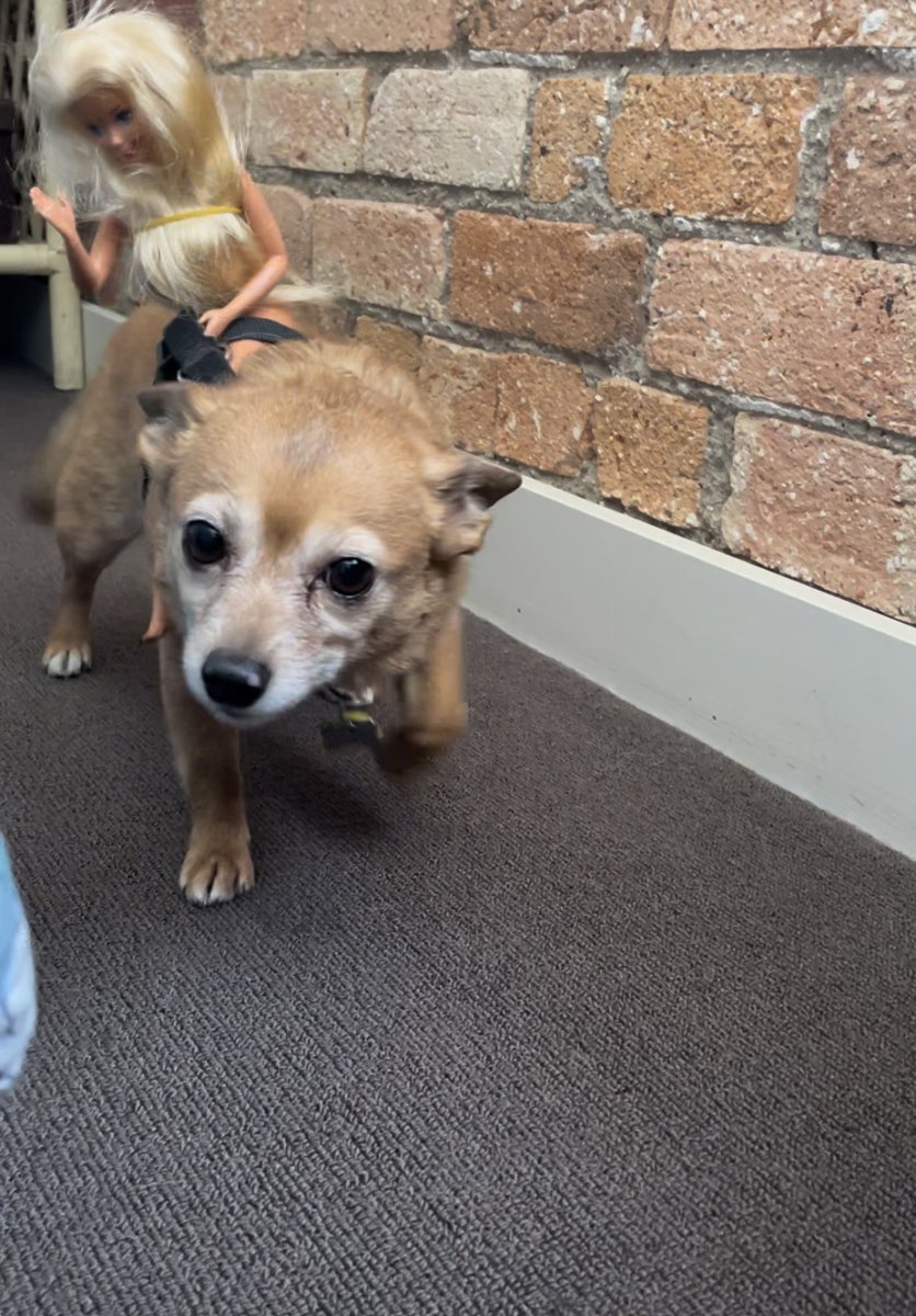 ScarlettEHarris's tweet image. I hate gay Halloween what do you mean you’re Lady Dogiva #ladydogiva #ladygodiva #howloween #halloween