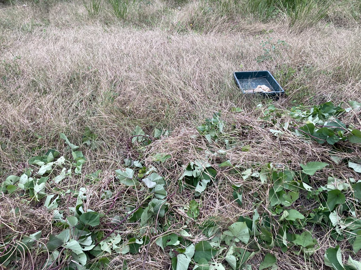 芋掘りしましたー🍠
今年はまったく手入れをしてなくて畑もひどい状態ですが、そのわりにちゃんと育ってくれてありがたい。
今年は冬野菜も植えてません。残念だけど、それよりも数年ここにいない間の雑草対策を考えないと。