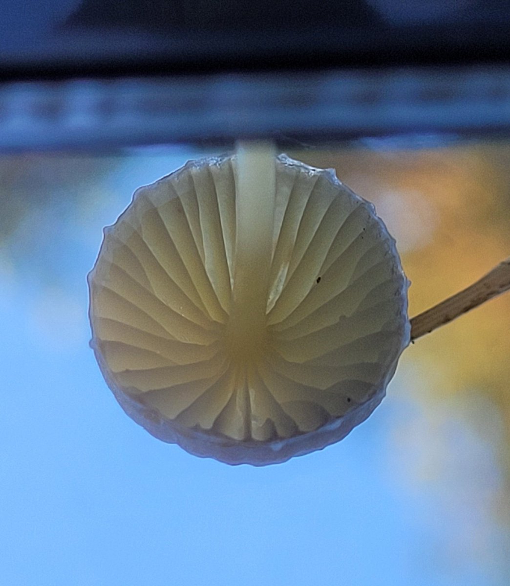 Karoline77's tweet photo. En behalve #stilte ook veel #paddenstoelen gevonden 🍄🙂 https://t.co/vRGYiTDEs6