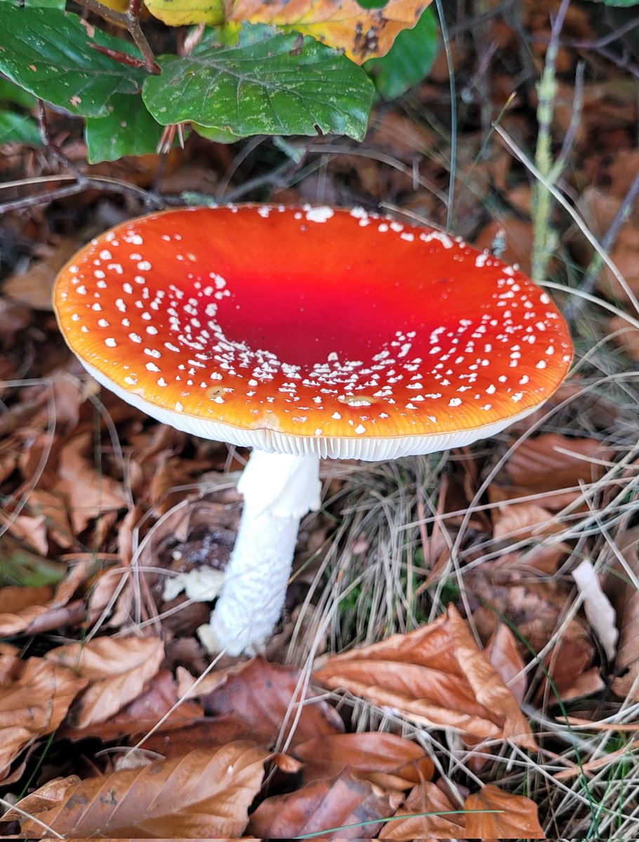 Karoline77's tweet photo. En behalve #stilte ook veel #paddenstoelen gevonden 🍄🙂 https://t.co/vRGYiTDEs6