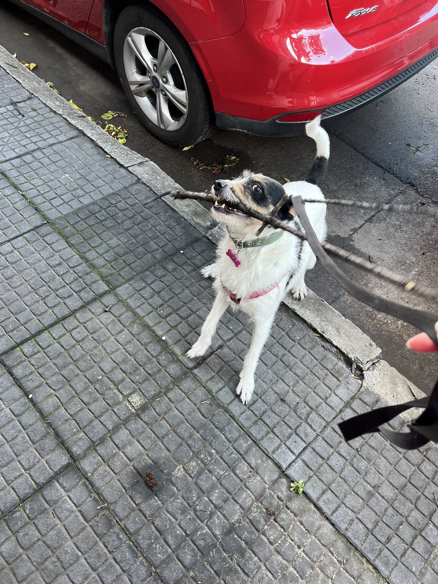 ivibustos's tweet photo. @twaniimals Fan de las ramas https://t.co/PtOxJMxh8N