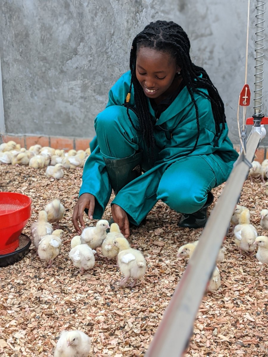 Wishing you a blessed and fruitful week, dear fellow farmers.  
#BroilerProduction