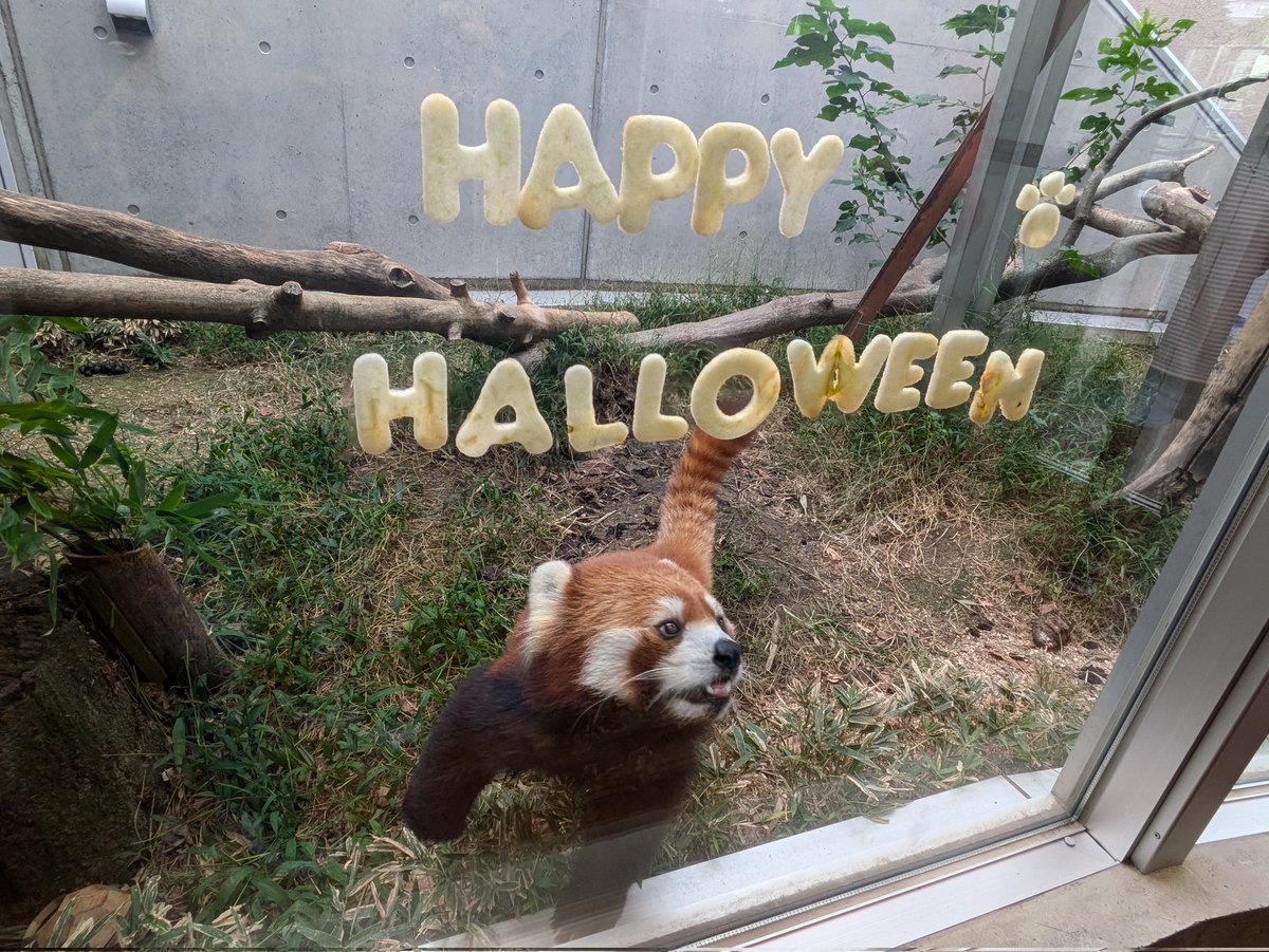 周南市徳山動物園　レッサーパンダ　キーホルダー　山口県　刺繍　zoo　ルールー 周南市徳山動物園 レッサーパンダ キーホルダー 山口県 刺繍 zoo