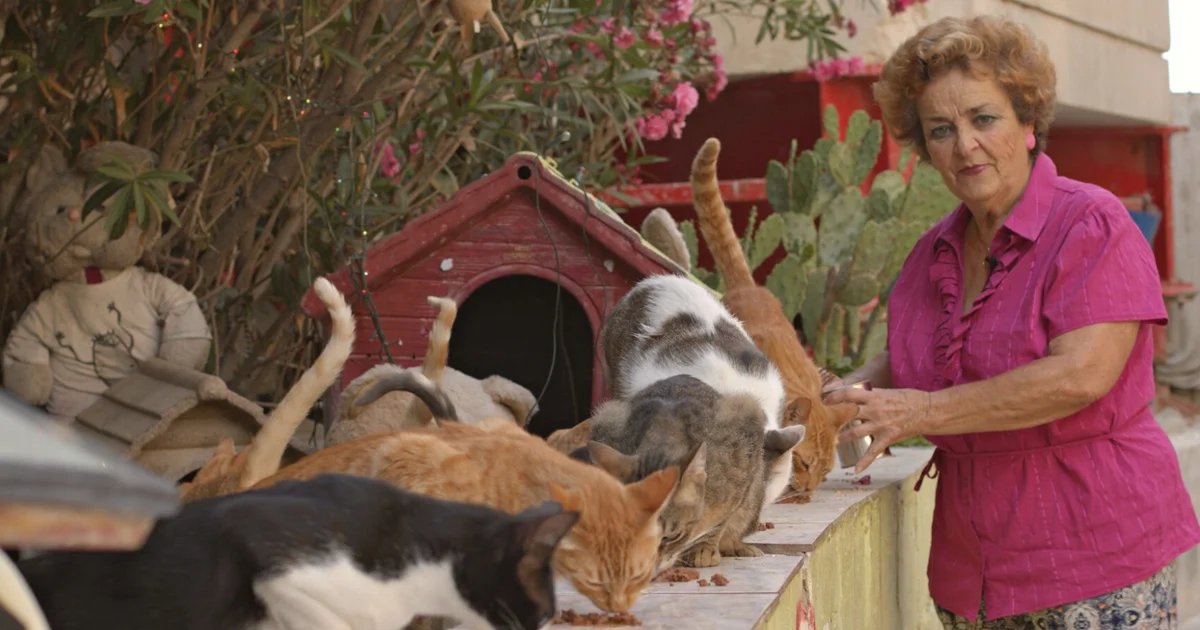 🐈 “Soft, fuzzy, and purr-inducing…” (<a href="/guardian/">The Guardian</a>), experience a fascinating, diverting portrait of the famous stray cats who live on the sunny island of Malta. 🇲🇹 Presented with <a href="/MaltainCanada/">Malta in Canada</a>, watch <a href="/CatsofMaltaDoco/">Cats of Malta The Movie</a> at #EUFF24 on November 19.
🎟️ ow.ly/2MTW50TTIhR