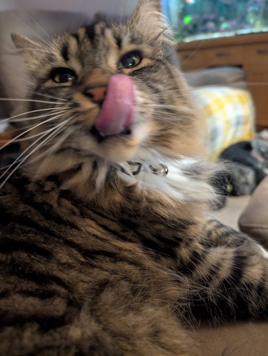rescue_syd's tweet photo. The humans caught me mid wash and think it's very funny 😂 me not so much 🙄 
#cat #cats #CatsOfX #tabby #tabbytroop #tongueout #catoftheday #fosterfail #AdoptDontShop #funnycat #funny #happycat #Sunday #sundayvibes https://t.co/3eXQmrMvdD
