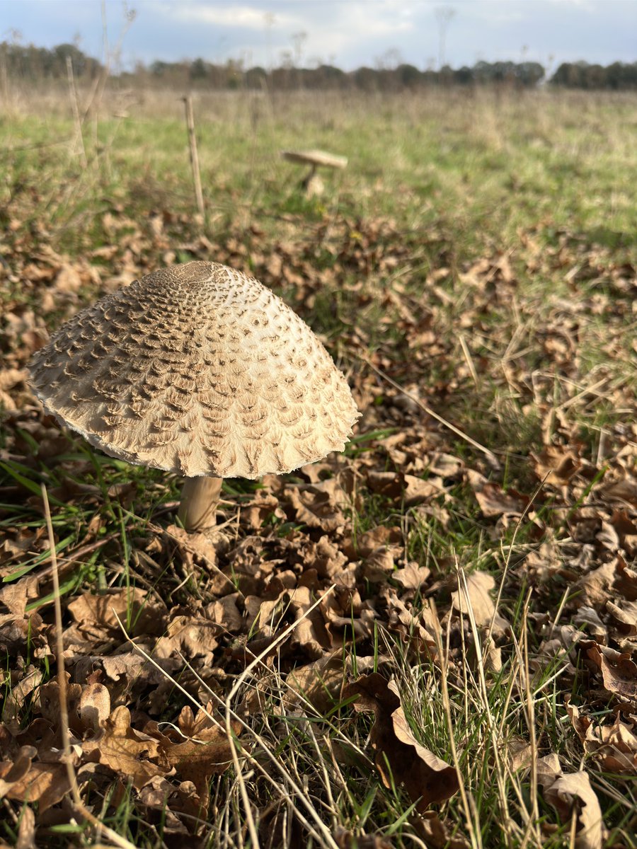 Cooz1607's tweet photo. #DePeel nationaal park vandaag #Herfst #paddenstoel #Wandel https://t.co/izID1MIe2p