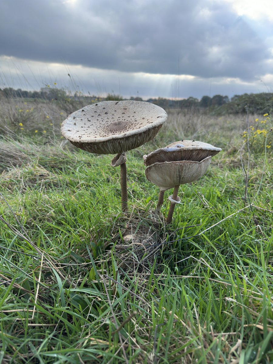 Cooz1607's tweet photo. #DePeel nationaal park vandaag #Herfst #paddenstoel #Wandel https://t.co/izID1MIe2p