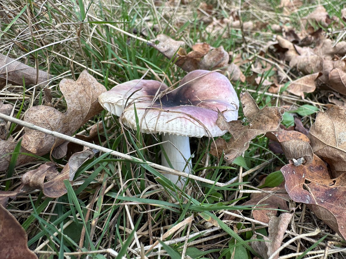 Cooz1607's tweet photo. #DePeel nationaal park vandaag #Herfst #paddenstoel #Wandel https://t.co/izID1MIe2p