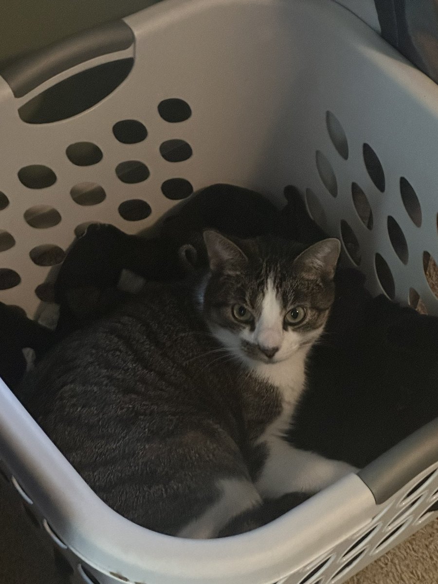 Linkin 💙Annie🌈 tweet media