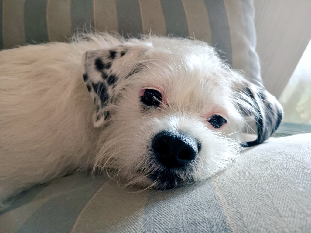 Find someone who looks at you this way  🥺