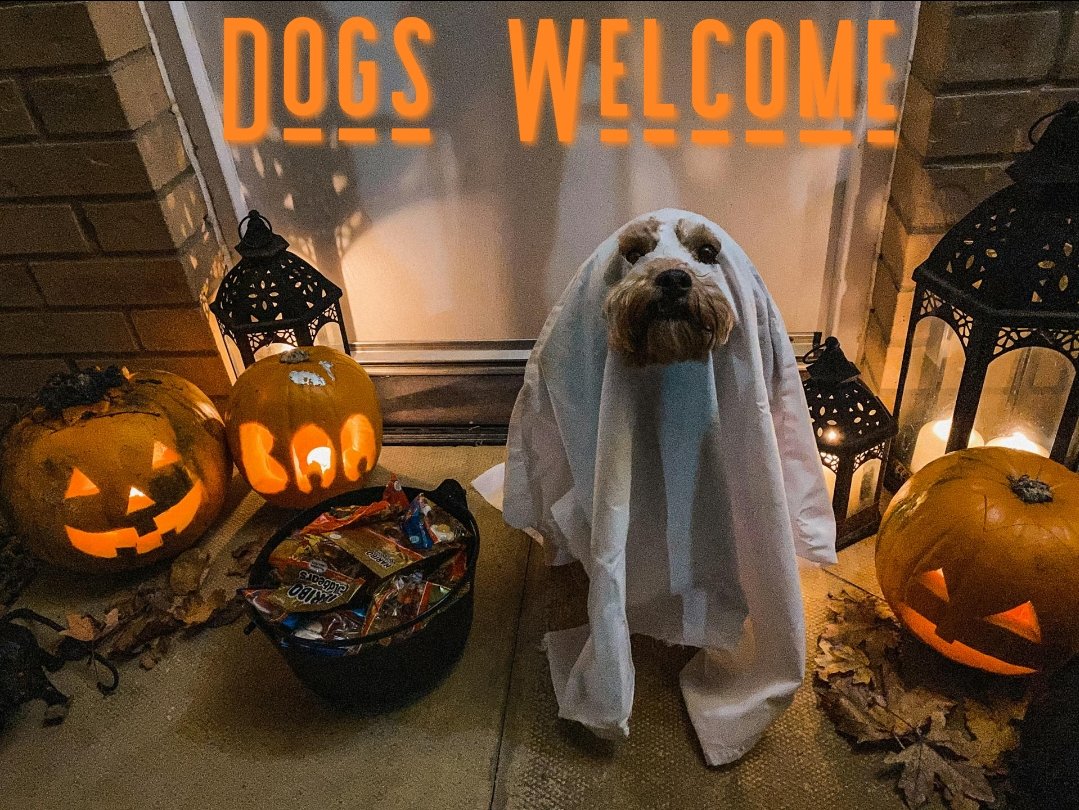 Dogs are welcome with well behaved owners. 😁🐾

Indoors, outside, &amp; even on our self-drive boats.

More importantly, doggie treats are always available!

#DOGS #dogsofX #DogLover