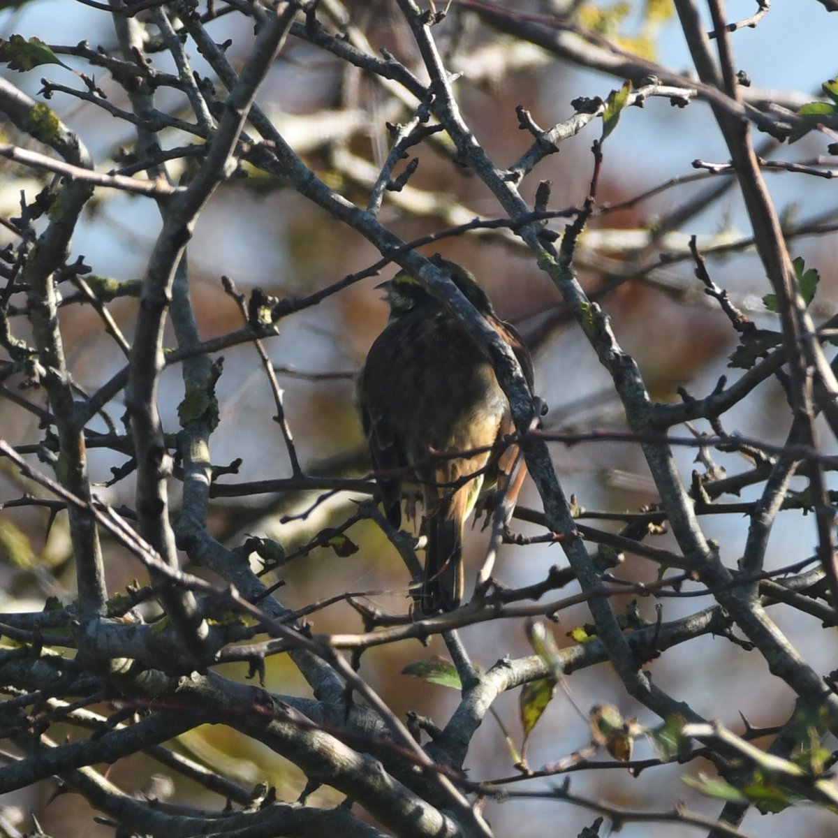 Baldbirder1's tweet photo. Good numbers of Cirl Bunting at @Natures_Voice #LabradorBay this morning - the males all seeming intent on doing their bit to protect their territory and advertise their wares... #UKBirding @DevonBirds https://t.co/LKBzhN4QmE