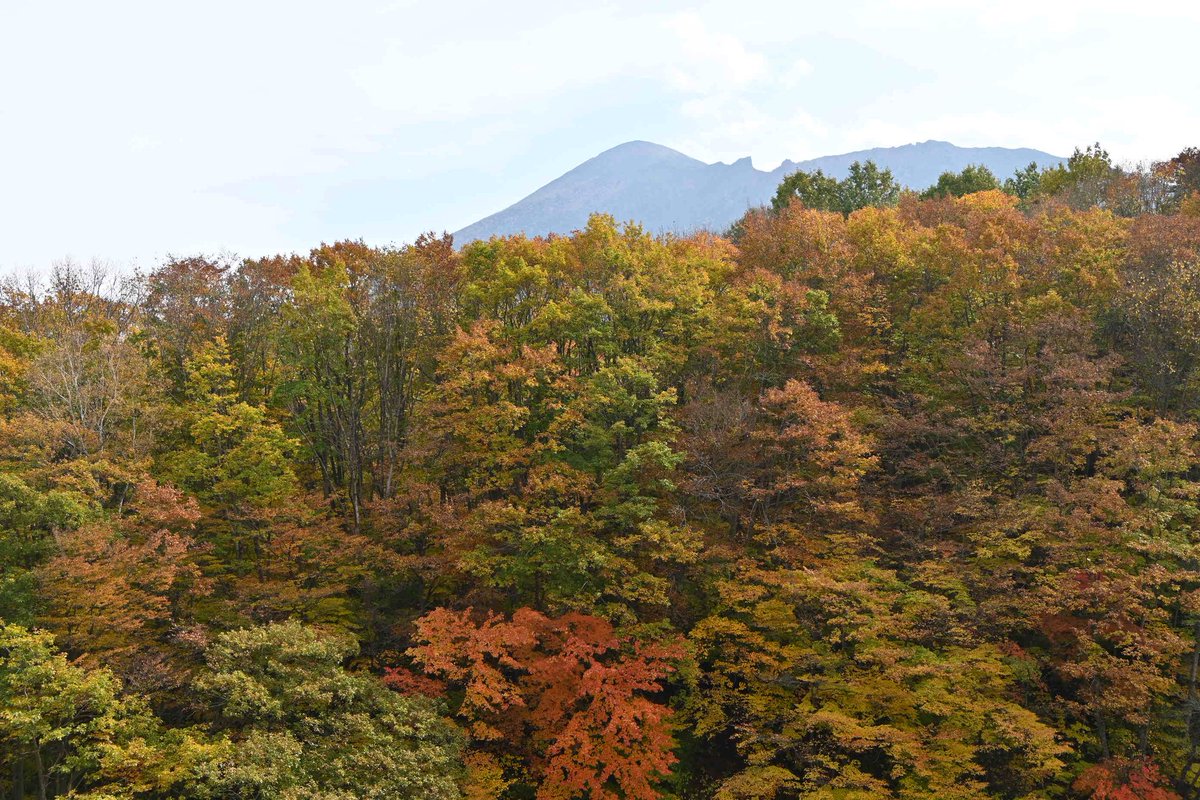 buramachiaruki's tweet photo. 先週末のこのあたりは紅葉真っ盛りでした☺️
#森の大橋　#松川渓谷　#八幡平市 https://t.co/71wDGva8I5