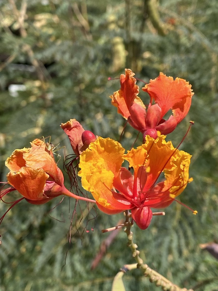 LanieTankard's tweet photo. #FlowerReport #ATX #peacockflower 🦚 https://t.co/CyUJneQ1vz