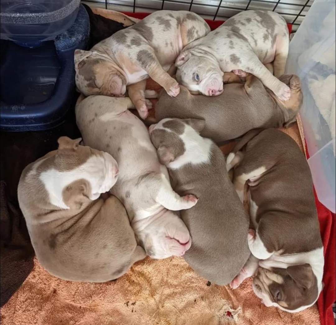 PitbullAddicts's tweet photo. ❤️❤️❤️ https://t.co/Zl9BVB1PeE