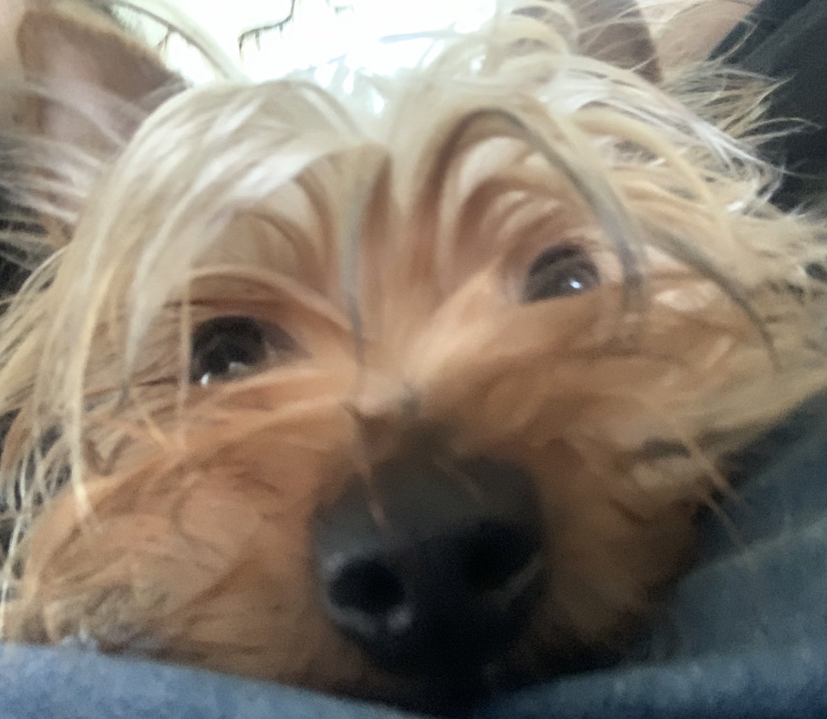 lilis_018's tweet photo. Te amo mi precioso 🩷🐾 https://t.co/M7AP2oSIoz