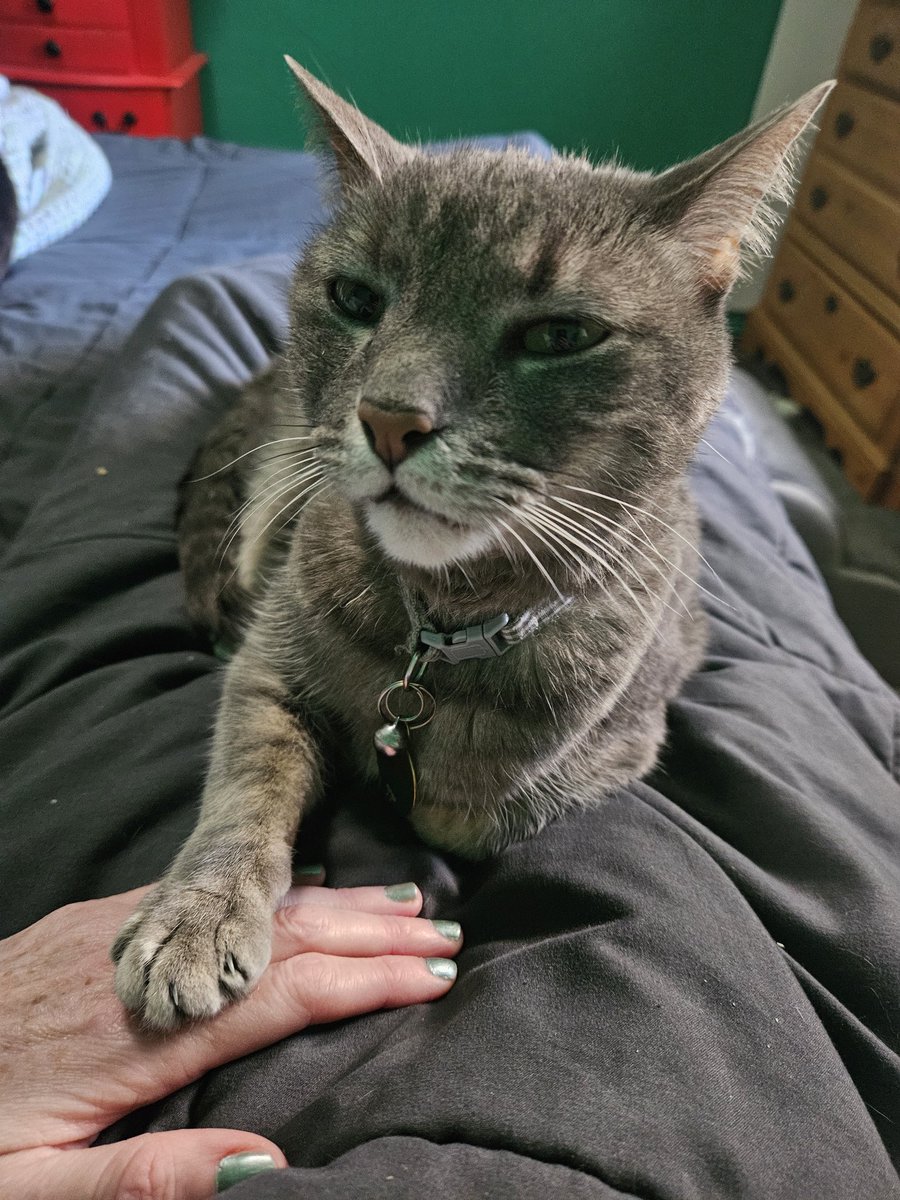 Why is it that children and pets mainly get really sick on a weekend? 
I'm here at the emergency vet, hoping that my old man is going to be ok, and that I won't have to sell an organ to pay for this.
#CatTwitter