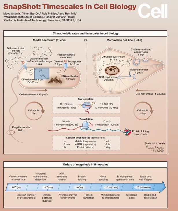 Timescales in Cell Biology