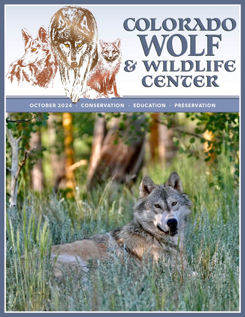 SamanthasLaw's tweet image. #CWWC 🐺 
wolfeducation.org