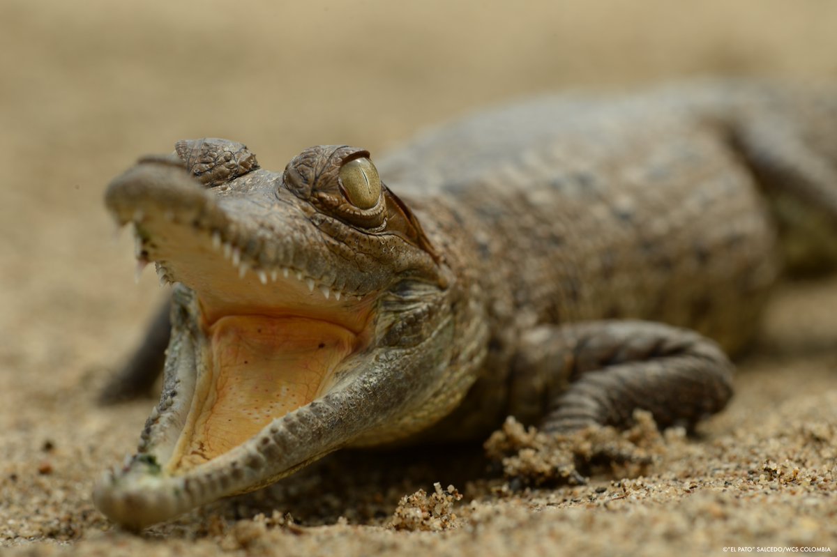 After the peace deal in Colombia, WCS researchers were able to use drones to count Critically Endangered Orinoco crocodiles in an area previously too dangerous, <a href="/WCSColombia/">WCS Colombia 💚</a> scientific director <a href="/germanforecroc/">German Forero</a> tells <a href="/Reuters/">Reuters</a>. reut.rs/4e1E7JF #COP16Colombia