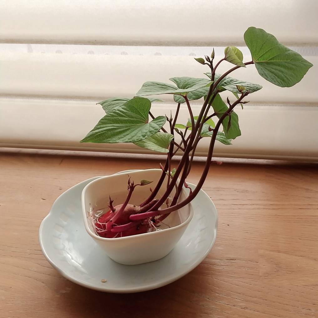 M_tea_time_'s tweet photo. 芽が出たサツマイモは食べれるよ、という情報が流れてきたけど…芽が出た側は観葉植物として生かすことができるよ✨そのうち土に植えるけど、前回は二年くらい楽しめました。 https://t.co/iDQOjdUajL