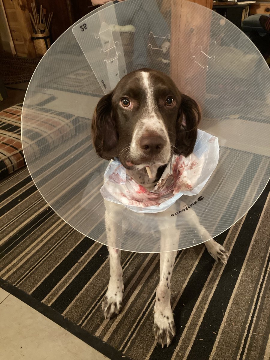 RobertTourigny's tweet photo. Not a good way for Jack to start the hunting season. https://t.co/ApMB5k4Exw