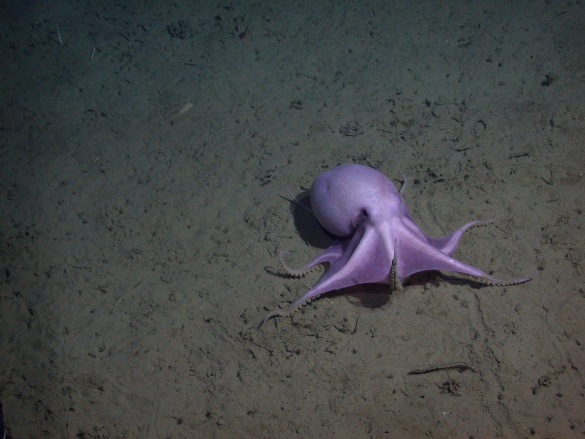 CephalopodToday tweet picture