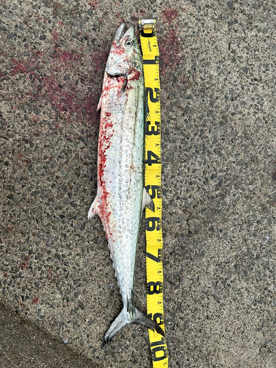 Takarav4＠薬剤師 tweet media