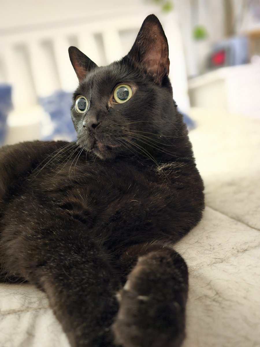 celestialsqurl's tweet photo. Happy Black Cat Day from our resident black cat, Ezio! He was very much the inspiration for our void cat design. https://t.co/LU4enfZWfB