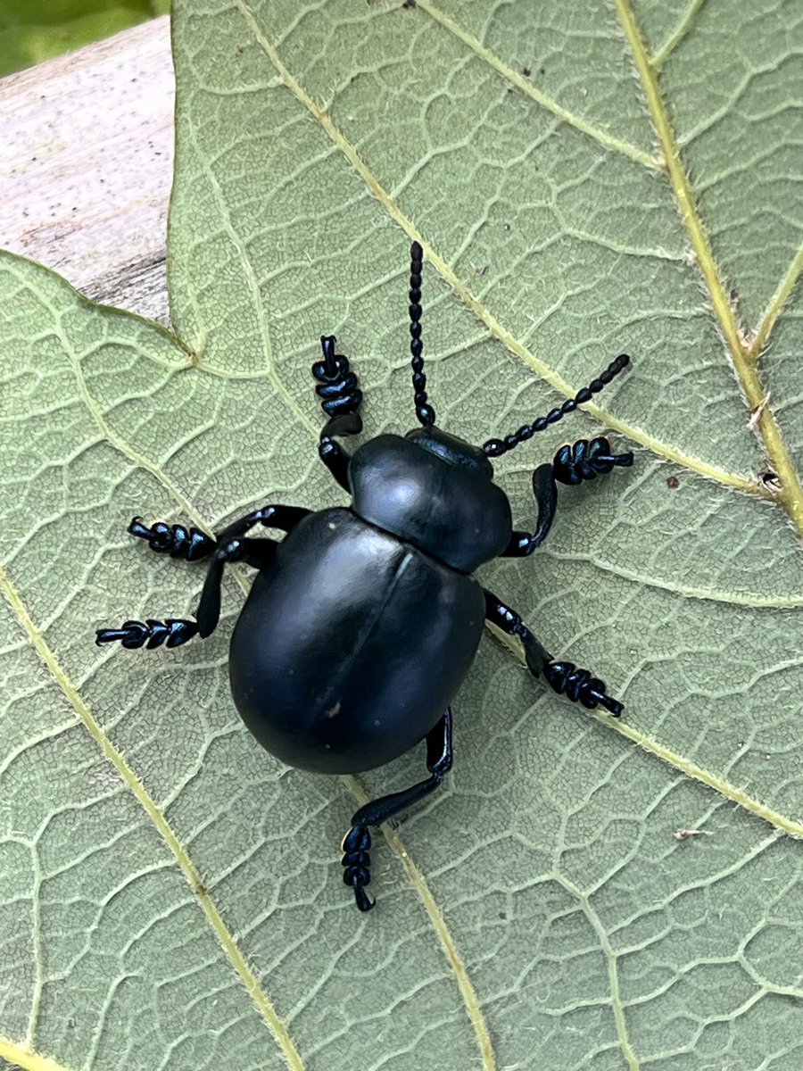 tinywander's tweet photo. Georgie spotted a pair of bloody-nosed beetles! Did you know that the bloody-nosed beetle gets its name because it can release a red, blood-like liquid from its mouth when it feels scared? This "fake blood" helps to scare away predators and keep the beetle safe! 🪲🩸 https://t.co/hRqJwuhd6Y