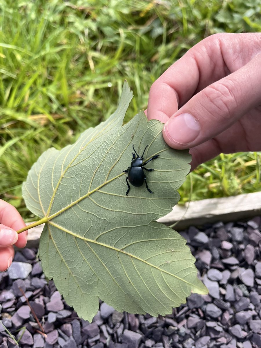 tinywander's tweet photo. Georgie spotted a pair of bloody-nosed beetles! Did you know that the bloody-nosed beetle gets its name because it can release a red, blood-like liquid from its mouth when it feels scared? This "fake blood" helps to scare away predators and keep the beetle safe! 🪲🩸 https://t.co/hRqJwuhd6Y
