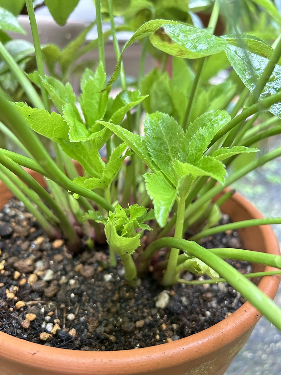 morikumiars's tweet photo. クリスマスローズの新芽がどんどん出て来ました🌱 https://t.co/TDArSqQ9p4