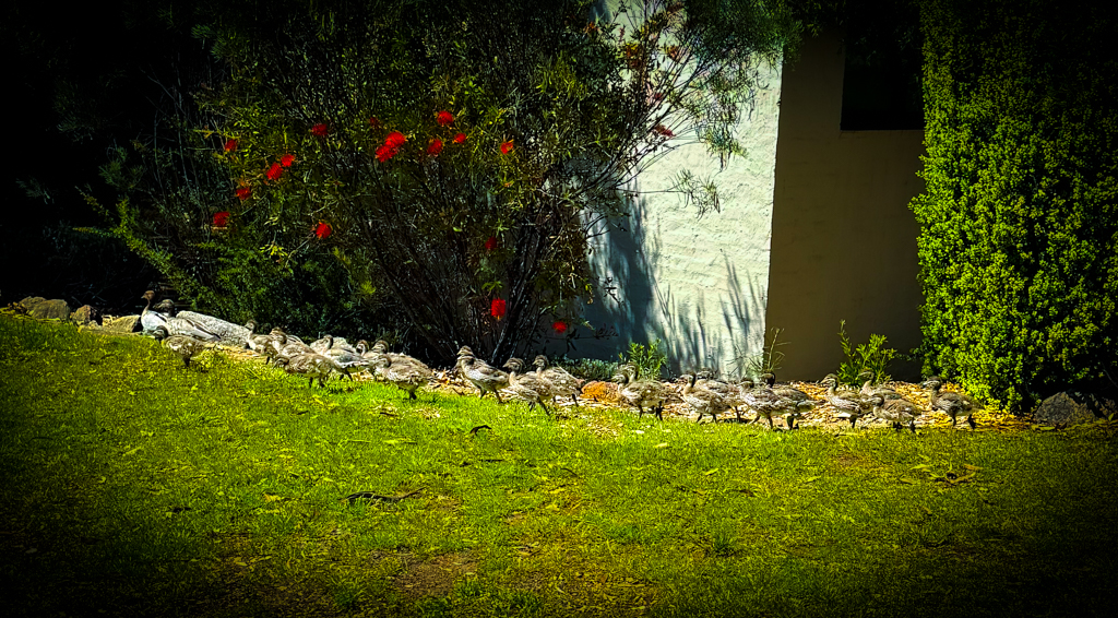 UNE School of Law (@une_law) on Twitter photo We're pond-ering over a pun for this photo, wondering waddle it be - guess we'll give it a quack!
Thanks to Head of #UNELaw Mark Perry for taking this photo of a family of ducks who've taken residence around the Law School at <a href="/UniNewEngland/">Uni of New England</a>.
#UniArmidae #ProudToBeUNE #Duck We're pond-ering over a pun for this photo, wondering waddle it be - guess we'll give it a quack!
Thanks to Head of #UNELaw Mark Perry for taking this photo of a family of ducks who've taken residence around the Law School at <a href="/UniNewEngland/">Uni of New England</a>.
#UniArmidae #ProudToBeUNE #Duck