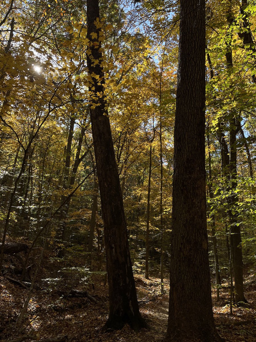 Today was a great day for a hike at Brown County State Park in Nashville, Indiana