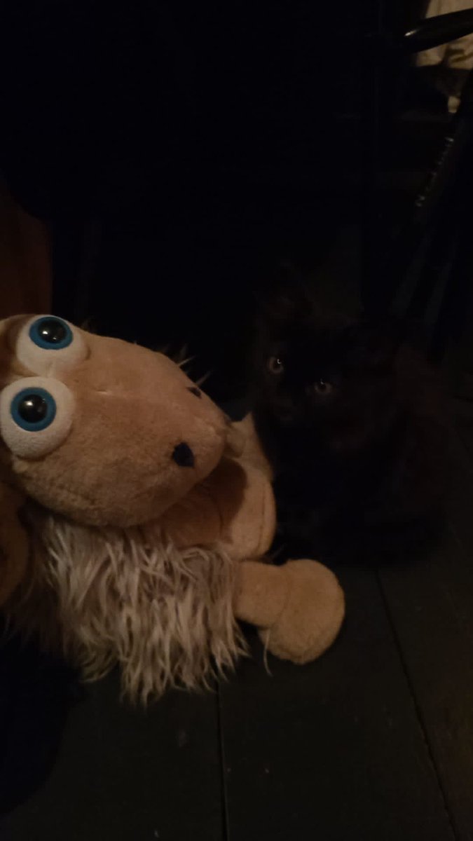 belf's tweet image. Happy Hallowe'en