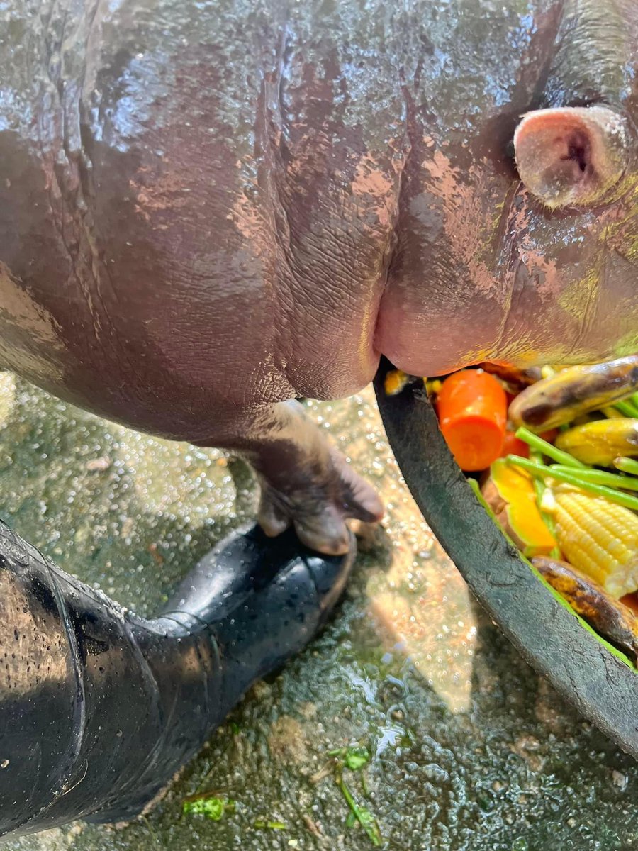 and_khamoo's tweet photo. เอิ่มมม หมูเด้ง !! #hippo #PygmyHippo #ขาหมูแอนด์เดอะแก๊ง #หมูเด้งจะเด้งกี่โมง #Moodeng #พี่ขาหมู #สวนสัตว์แปลกเขาเขียว https://t.co/PENFcsivTM