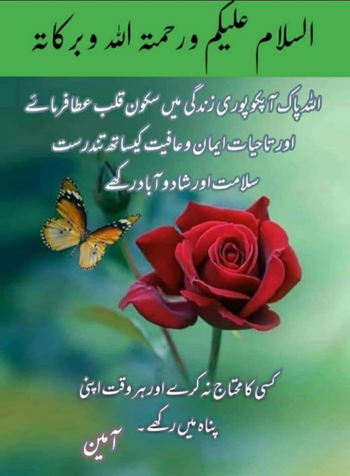 Good morning wishing you a lovely day filled with warmth and positivity ⚘️⚘️