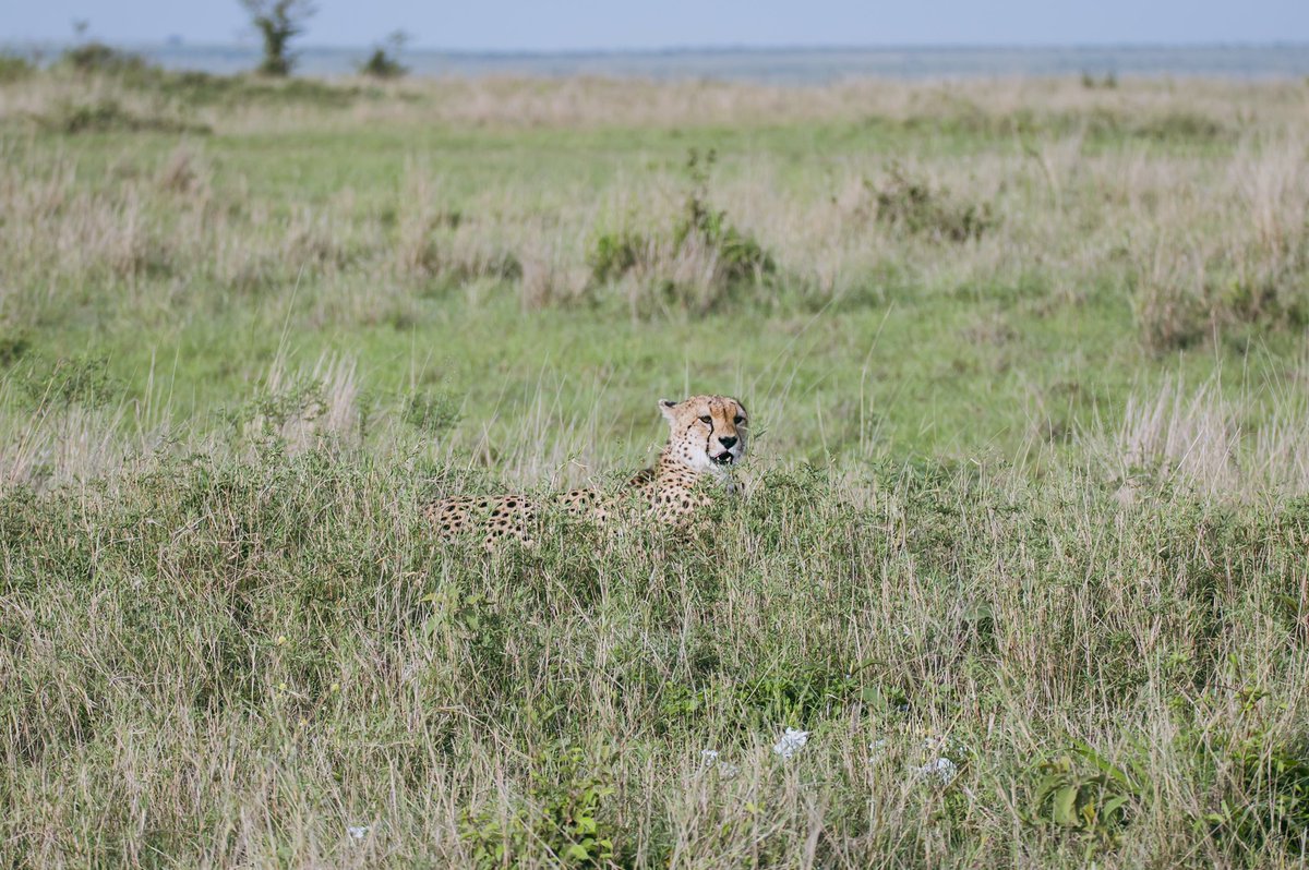 Cheetah sighting in the Mara just a few meters from the gate thanks to <a href="/unzipafrica256/">Unzip Africa</a>