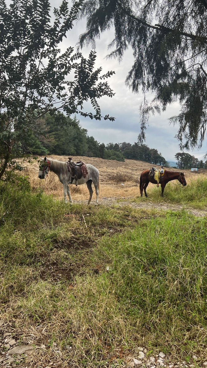 Riding from the jungle to my uncle’s ranch.  🤠 (Limited pictures especially during in the depth of the jungle as I was absolutely terrified of me and the horse falling off a cliff 🥴😅) 🐴